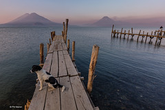 Dog on jetty at dawn - volcano ringed Lake Atitlan, Guatemala