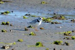Piping Plover CNWR May 17
