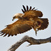 Tawny Eagle Carrying Rabbit Head