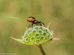 Spider on seed head