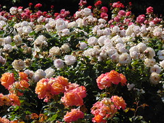 Roses at Regent's Park, London 3