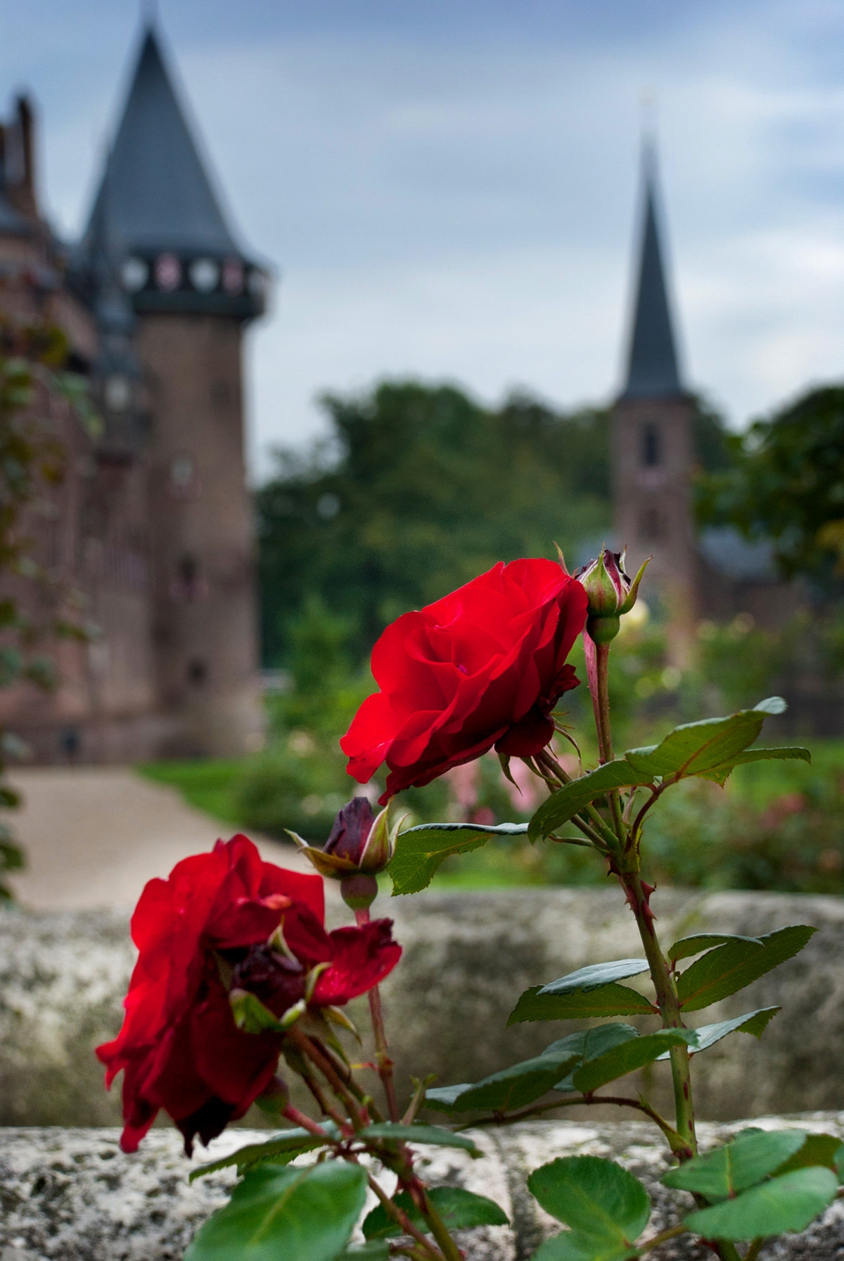 Rose garden at Castle de Haar. Credit Ewald Zomer