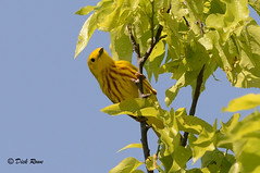 Yellow Warbler CNWR May 17