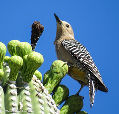 Southeastern Arizona Bird Trip (May 2017)