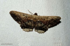 Moths of Thailand (Ennominae)