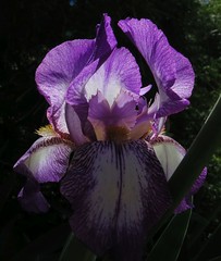 Iris Wonders