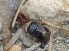Big-eyed Bugs - Geocoridae