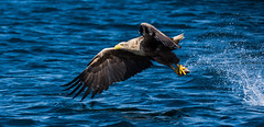 White Tailed Sea Eagle 