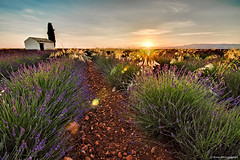 France-Alpes de Haute Provence-Sunset et Sunrise à Valensole