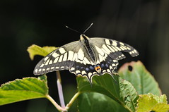Lepidoptera - Pooled
