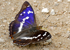 Purple Emperor (Apatura iris) male