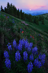 Colorado Wildflower 2017