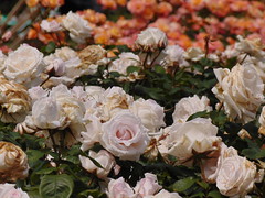 Roses at Regent's Park, London 2