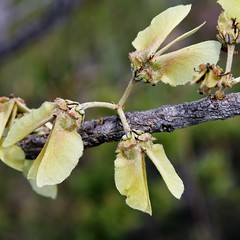 MALPIGHIACEAE - Banisteriopsis latifolia