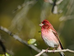 Roselin Pourpré / Purple Finch (Male)