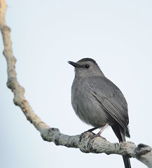 Moqueur chat / Grey Catbird
