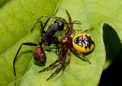Aranyes menjant-Arañas comiendo-Spiders eating