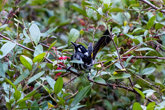 Birds - Australian National Botanic Gardens R