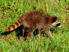 Raccoons O'possums Armadillos