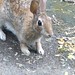 Wild Bunny - the video