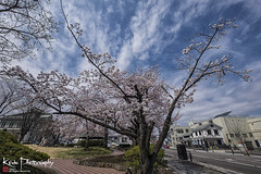 2017 Japan Tohoku Spring Trip 日本東北の春の旅行