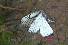 Butterflies in Flight  - Lepidoptera, Rhopalocera - fliegende Tagfalter