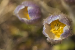 Anemone primaverile - Pulsatilla vernalis - Anémone de printemps - Frühlings-Kuhschelle