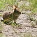 Eastern Cottontail, Kettle Cove