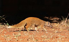 South Africa - Mammals