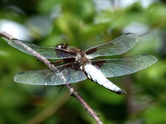 Libellule à treillis - Black-tailed Skimmer