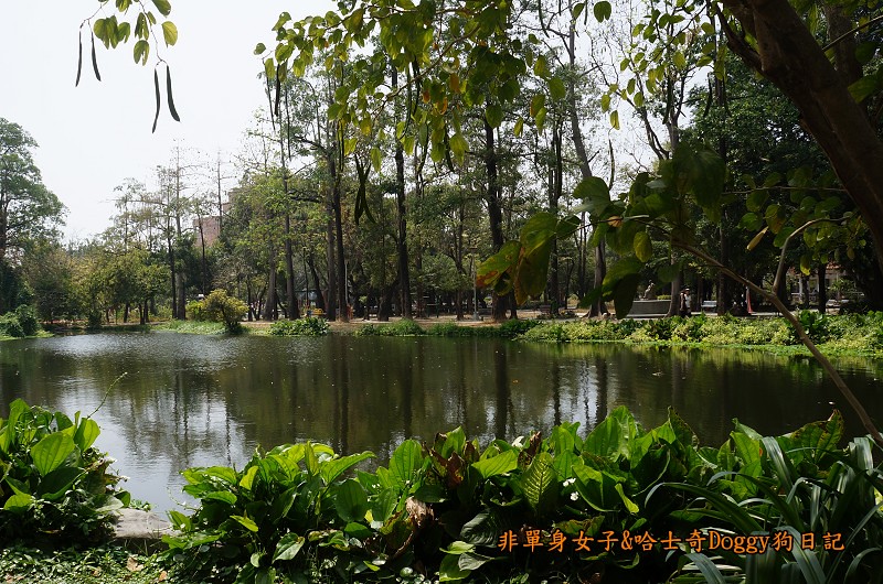 高雄鳳山景點22大東濕地公園