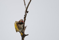 _Pic Flanboyant / Northern Flicker