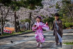 Frolicking under the cherry trees - Sakura in Kyoto, Japan