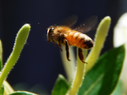 Bee in Honeysuckle