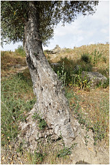 Olive Trees / Olivenbäume