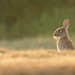 Juvenile Wild Rabbit