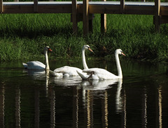 The swans in Santuit.