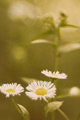 Blumenwiese -Flower Field