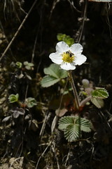 Flora of Arunachal Pradesh