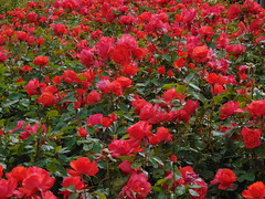 Roses at Regent's Park, London 6
