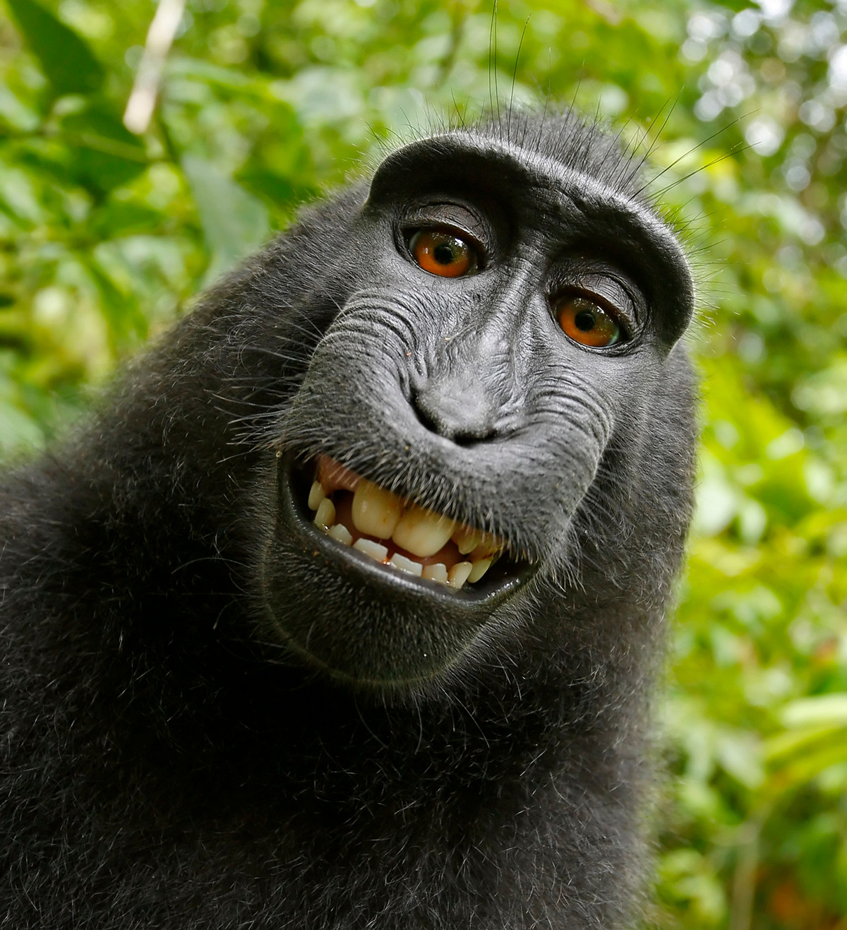 Self-portrait of a female Celebes crested macaque (Macaca nigra) in North Sulawesi, Indonesia, who had picked up photographer David Slater's camera and photographed herself with it. Via Wikipedia. PD