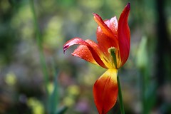 Tulpen / Tulips