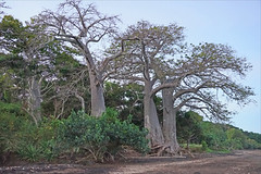 Les grands baobabs au crépuscule (Sakouli, Mayotte)
