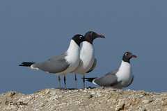 Laughing Gull CNWR May 17