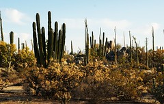 Baja-California