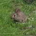 Young wild rabbit