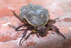 Beetle (Protaetia sp.)