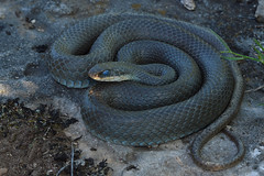 Blue Racer - Coluber constrictor foxii
