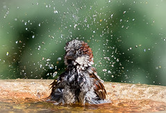 Birds in bird bath June 17
