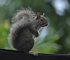 Eastern Gray Squirrel (Sciurus carolinensis)